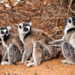 MADAGASCAR: Pirates, Lemurs & Vanilla, an illustrated talk
